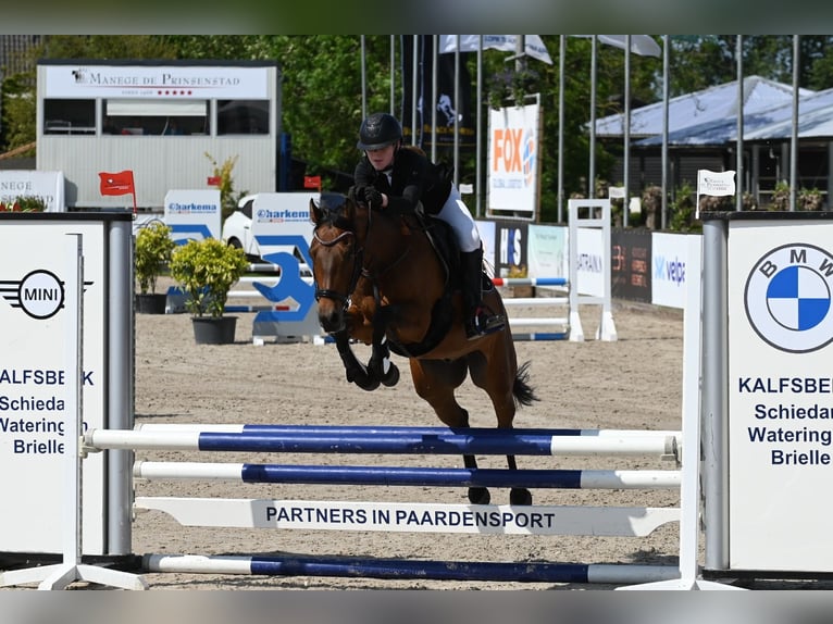 Autres races Hongre 9 Ans 143 cm in Waddinxveen