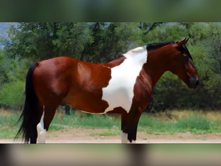 Autres races Hongre 9 Ans 143 cm Pinto in Thousand Oaks