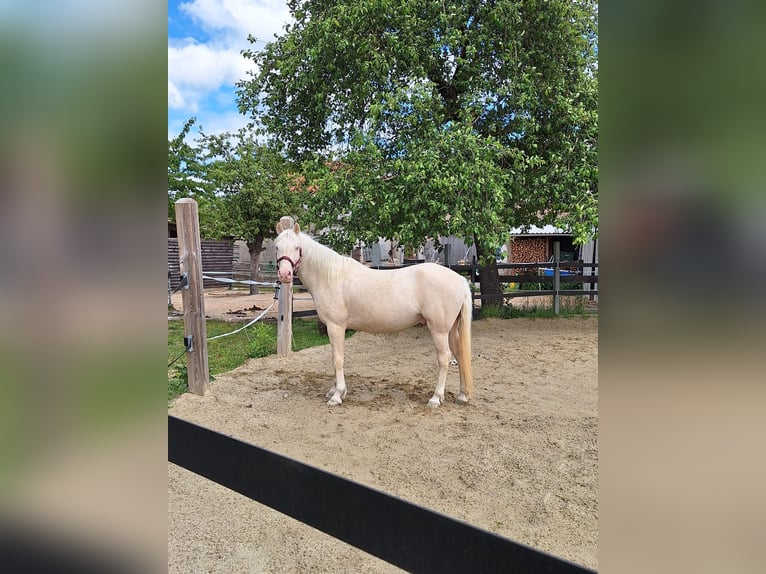 Autres races Croisé Hongre 9 Ans 144 cm Cremello in Langenzenn
