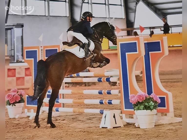 Autres races Hongre 9 Ans 146 cm Bai brun in besana brianza