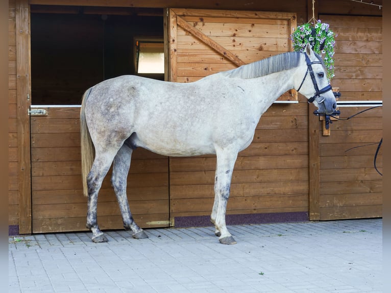 Autres races Hongre 9 Ans 146 cm Gris in Jelenia Góra