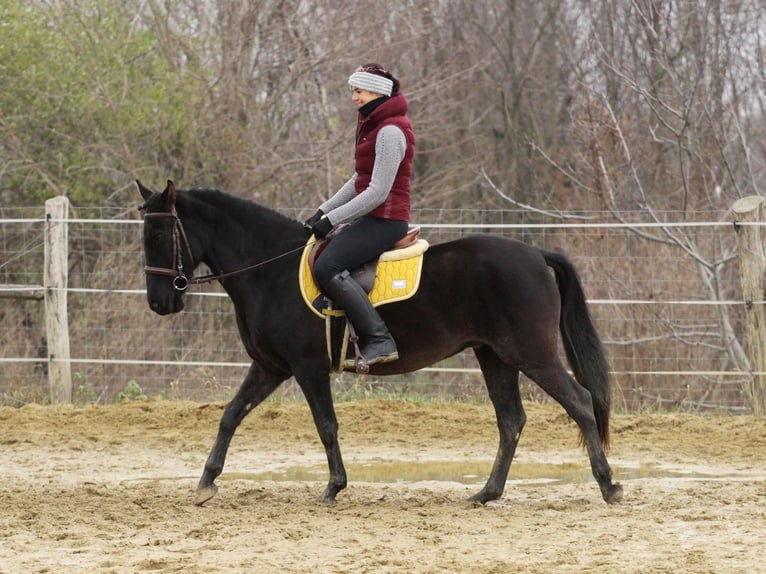Autres races Croisé Hongre 9 Ans 150 cm Noir in Pér