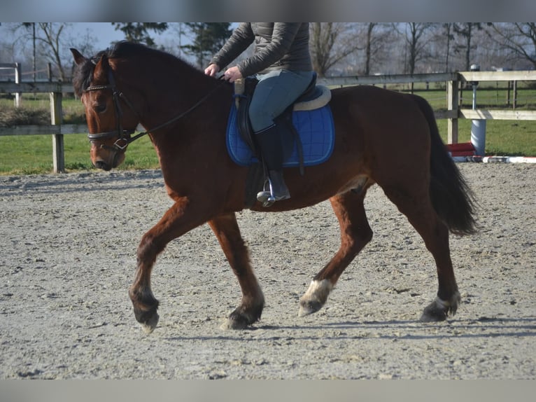 Autres races Hongre 9 Ans 151 cm Bai in Breda