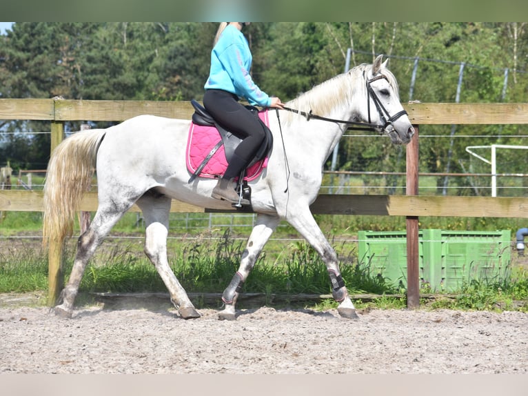 Autres races Hongre 9 Ans 151 cm Gris in Achtmaal