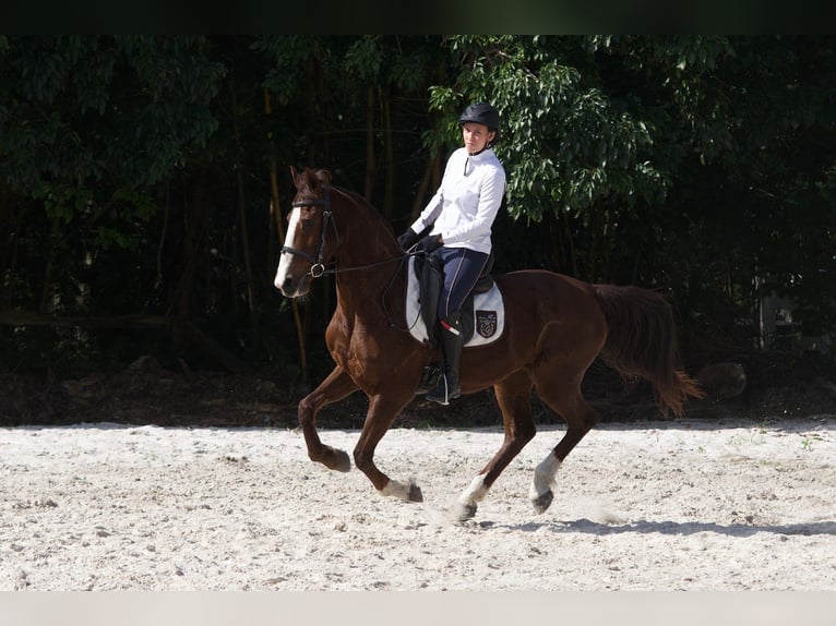 Autres races Croisé Hongre 9 Ans 152 cm Alezan cuivré in Fort Lauderdale