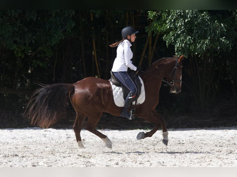 Autres races Croisé Hongre 9 Ans 152 cm Alezan cuivré in Fort Lauderdale