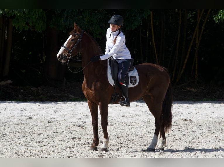 Autres races Croisé Hongre 9 Ans 152 cm Alezan cuivré in Fort Lauderdale