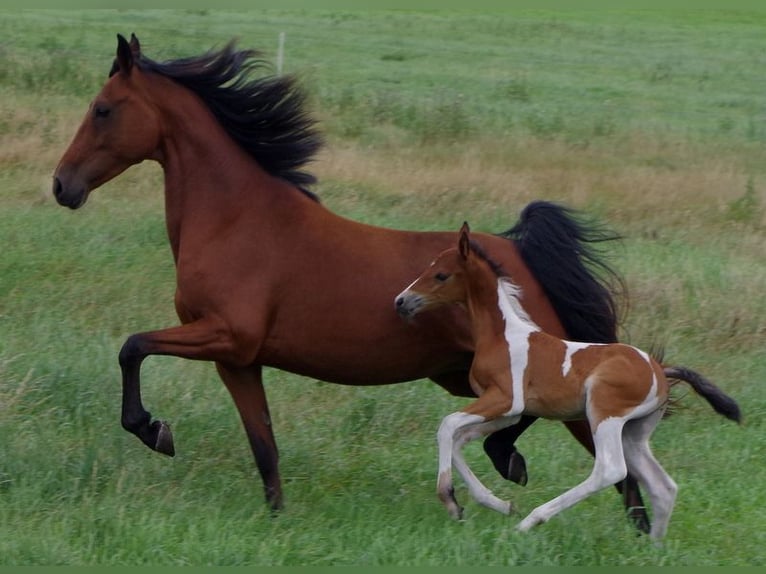 Autres races Hongre 9 Ans 152 cm Pinto in Ribbesbüttel