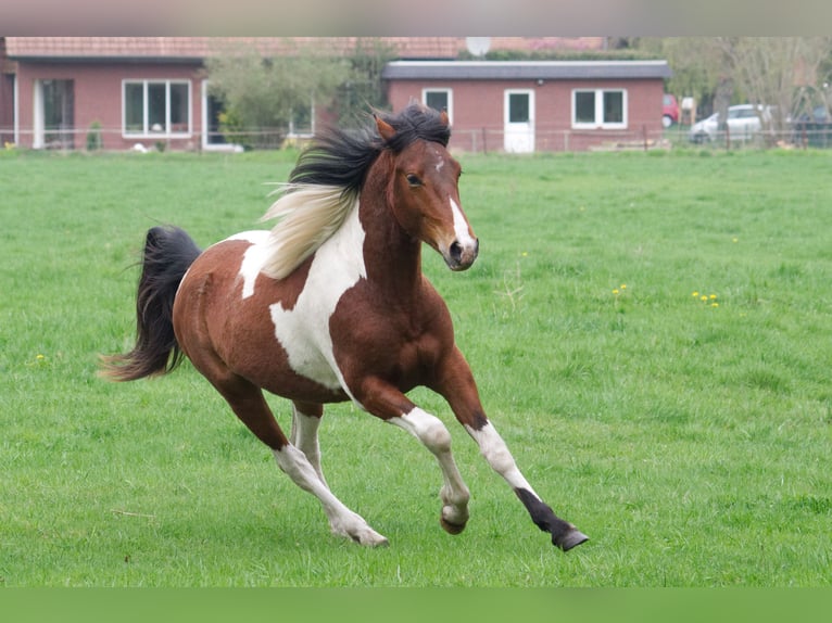 Autres races Hongre 9 Ans 152 cm Pinto in Ribbesbüttel