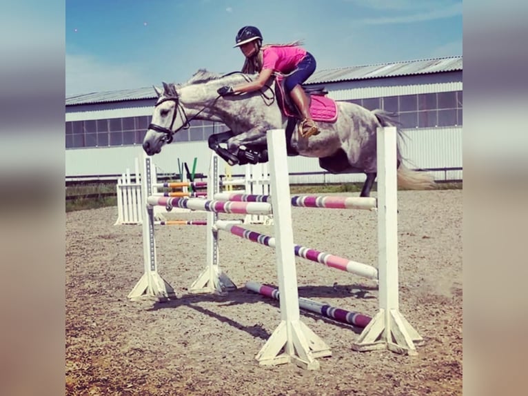 Autres races Hongre 9 Ans 154 cm Gris in Helsinki