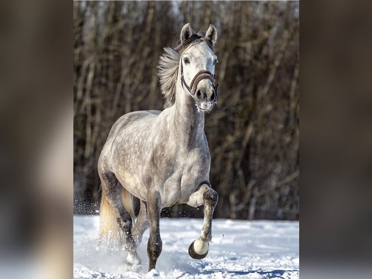Autres races Hongre 9 Ans 154 cm Gris in Helsinki