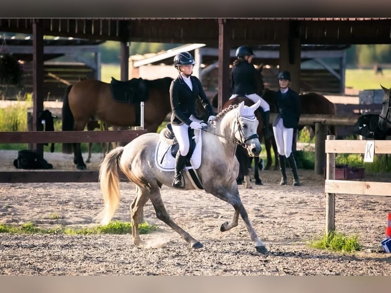 Autres races Hongre 9 Ans 154 cm Gris in Helsinki