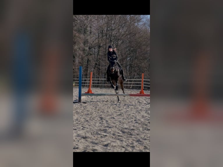 Autres races Hongre 9 Ans 160 cm Bai brun in Podplat