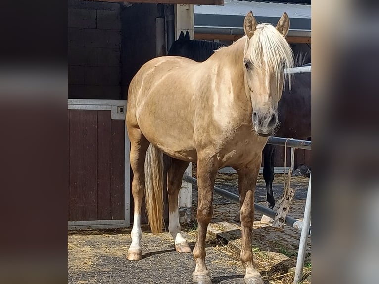 Autres races Croisé Hongre 9 Ans 160 cm Palomino in Walldorf