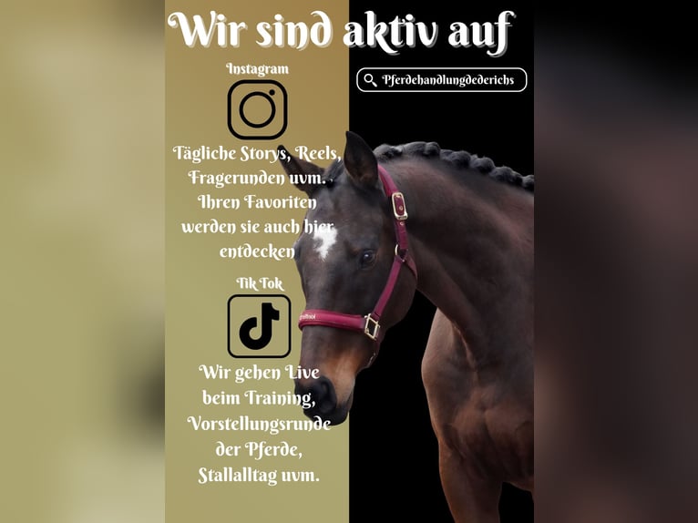 Autres races Hongre 9 Ans 162 cm Bai in Nettersheim