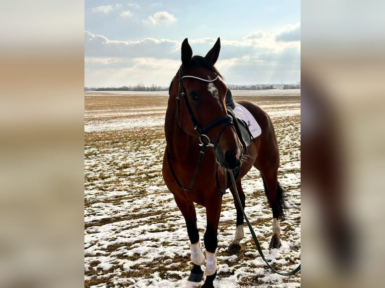 Autres races Croisé Hongre 9 Ans 163 cm Bai in Leipzig