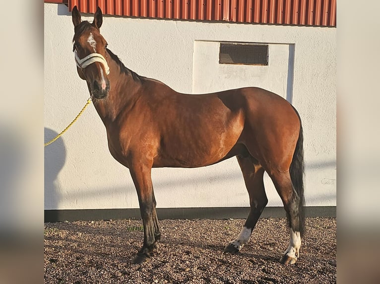 Autres races Croisé Hongre 9 Ans 163 cm Bai in Leipzig