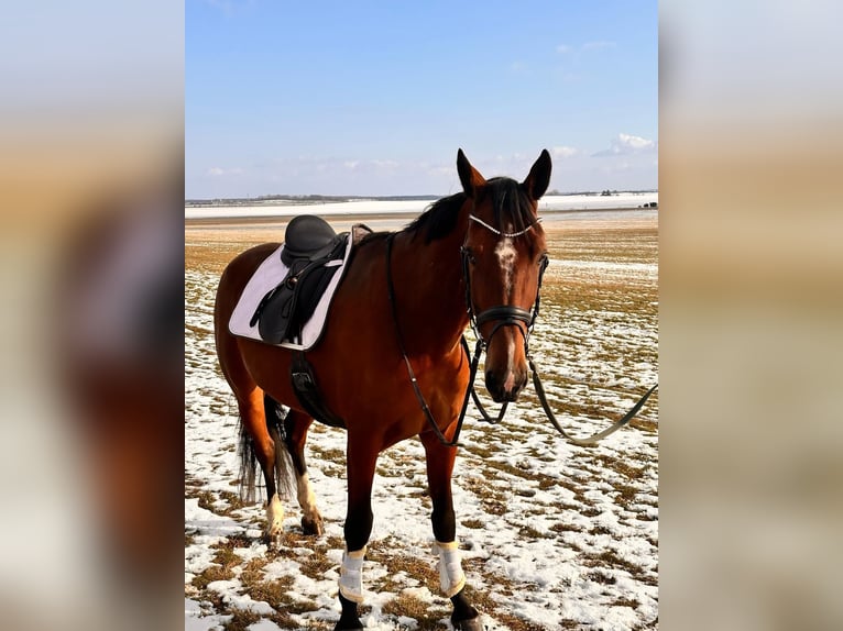 Autres races Croisé Hongre 9 Ans 163 cm Bai in Leipzig