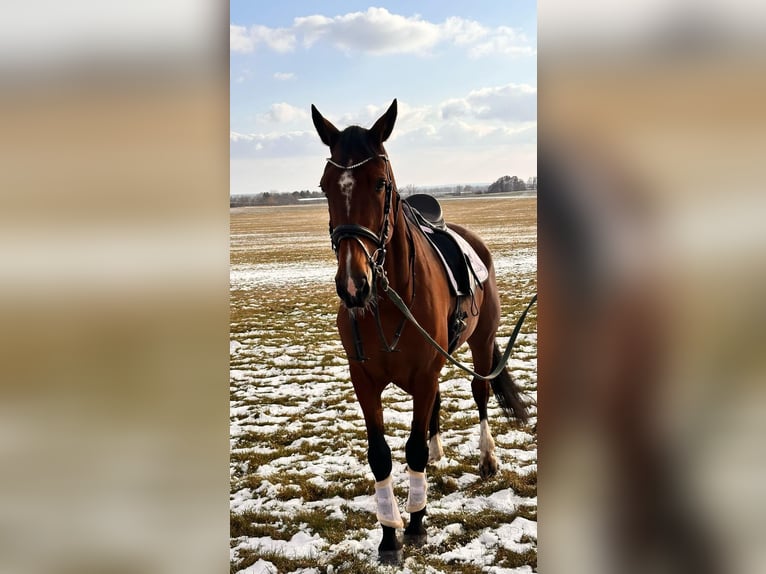 Autres races Croisé Hongre 9 Ans 163 cm Bai in Leipzig