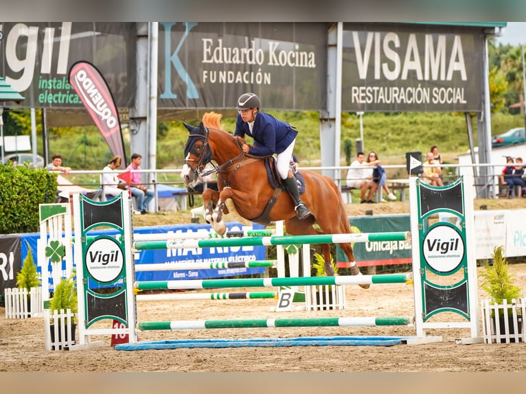 Autres races Hongre 9 Ans 165 cm Alezan in Poligono Industrial Ordes