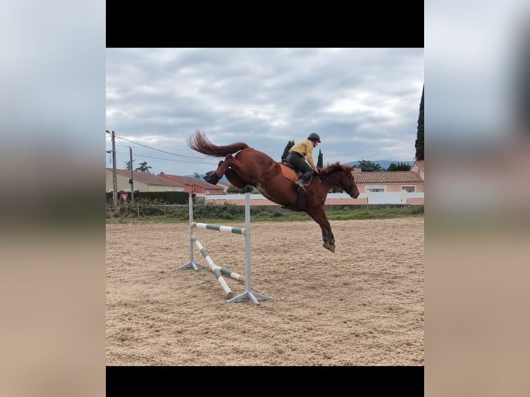 Autres races Croisé Hongre 9 Ans 165 cm Alezan in Valence