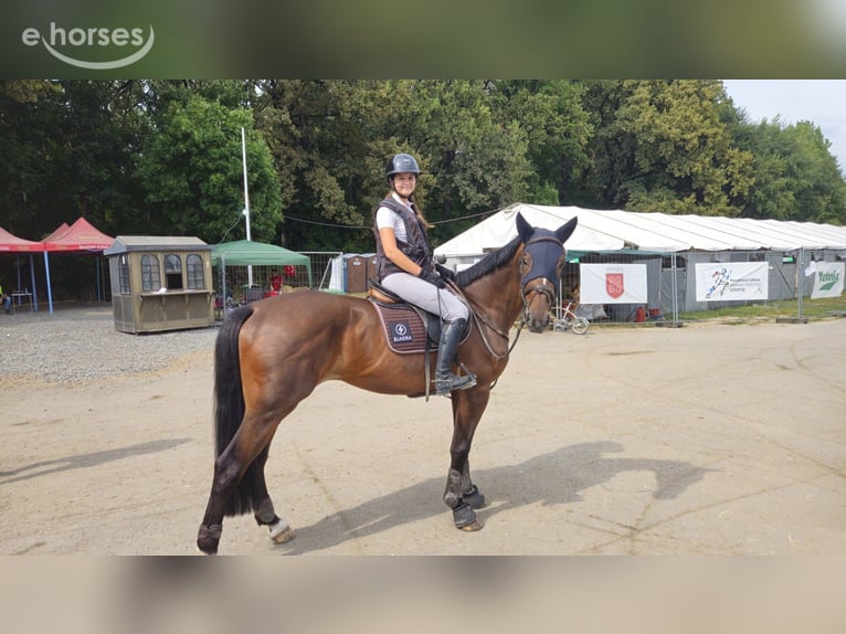 Autres races Hongre 9 Ans 168 cm Bai cerise in Skopje