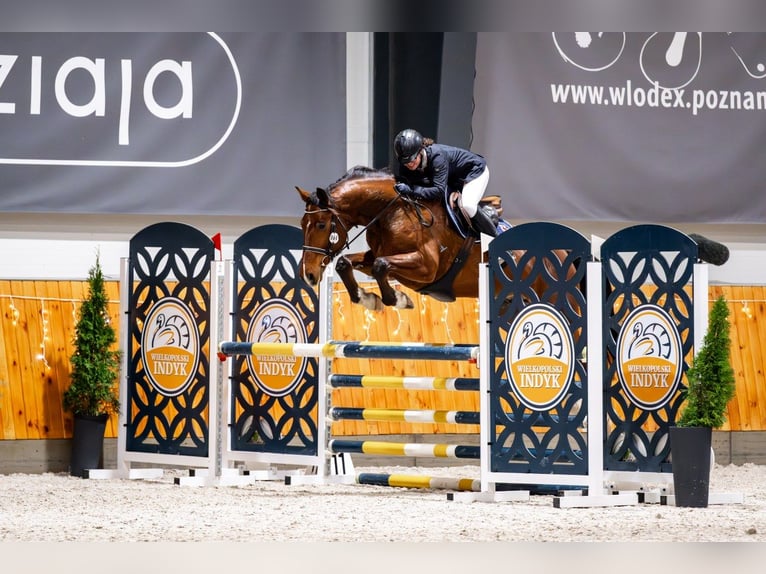 Autres races Hongre 9 Ans 172 cm Bai in Raduszyn