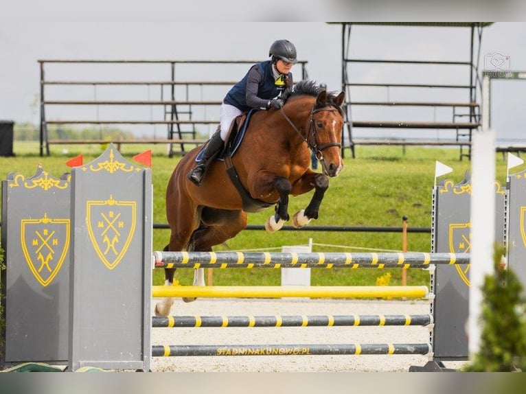 Autres races Hongre 9 Ans 172 cm Bai in Raduszyn