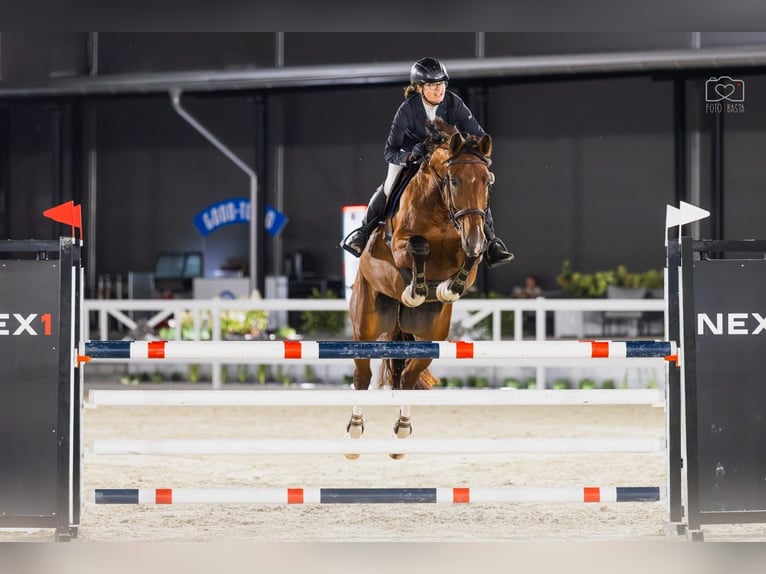 Autres races Hongre 9 Ans 172 cm Bai in Raduszyn