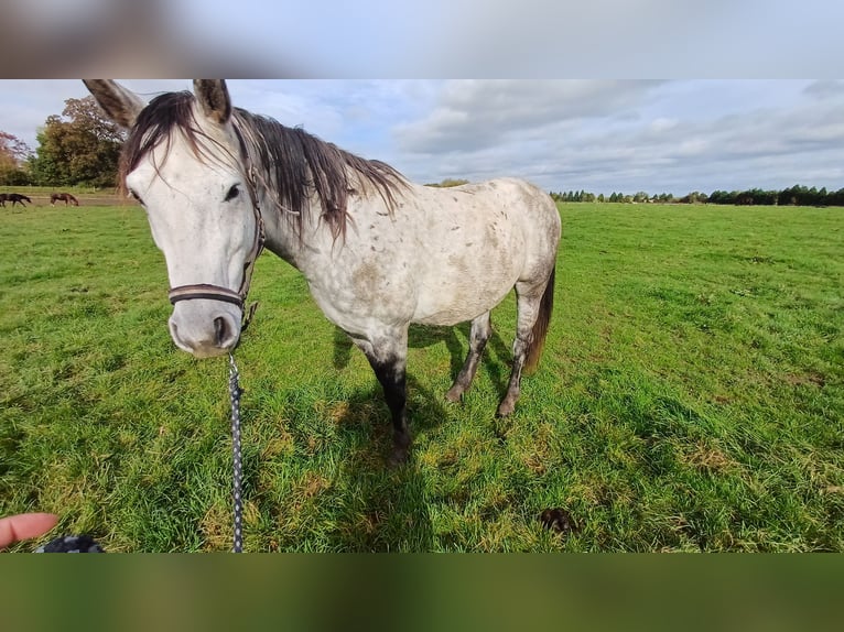 Autres races Hongre 9 Ans Gris pommelé in Kleve