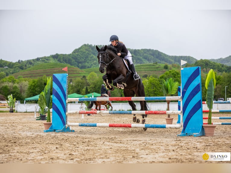 Autres races Hongre 9 Ans Noir in Nazarje