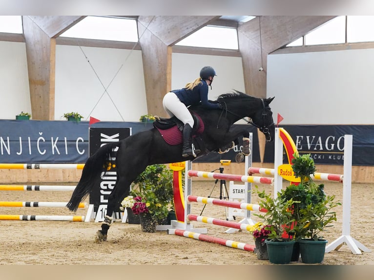 Autres races Hongre 9 Ans Noir in Nazarje