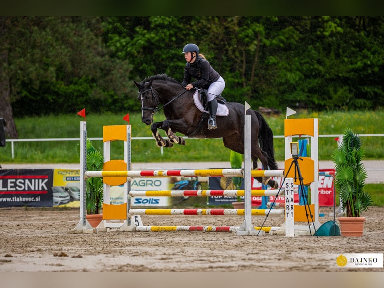 Autres races Hongre 9 Ans Noir in Nazarje