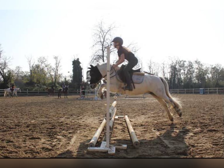Autres races Jument 10 Ans 110 cm Gris in Cisliano