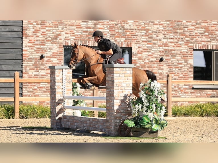 Autres races Jument 10 Ans 144 cm  in Oost West en Middelbeers