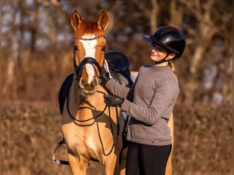 Autres races Jument 10 Ans 147 cm Alezan brûlé in Kastrup