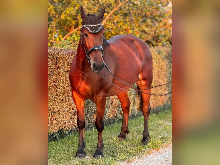 Autres races Croisé Jument 10 Ans 148 cm Bai cerise in Vilnius