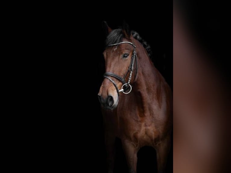 Autres races Croisé Jument 10 Ans 148 cm Bai cerise in Vilnius