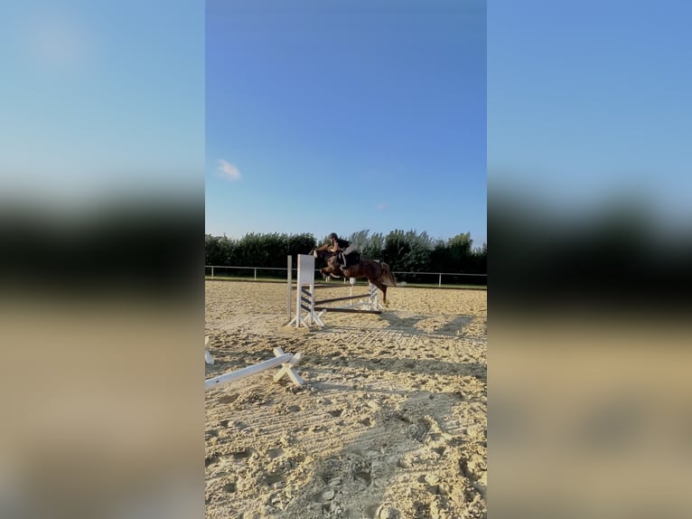 Autres races Jument 10 Ans 155 cm Alezan brûlé in Langenberg