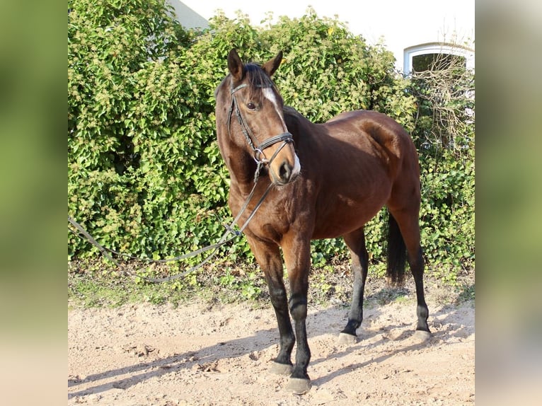 Autres races Jument 10 Ans 157 cm Bai in Sonnefeld