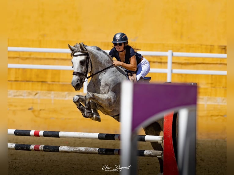 Autres races Jument 10 Ans 157 cm Gris in Coin