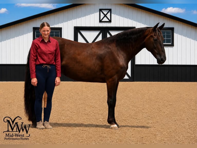 Autres races Jument 10 Ans 157 cm Noir in Saint Joe