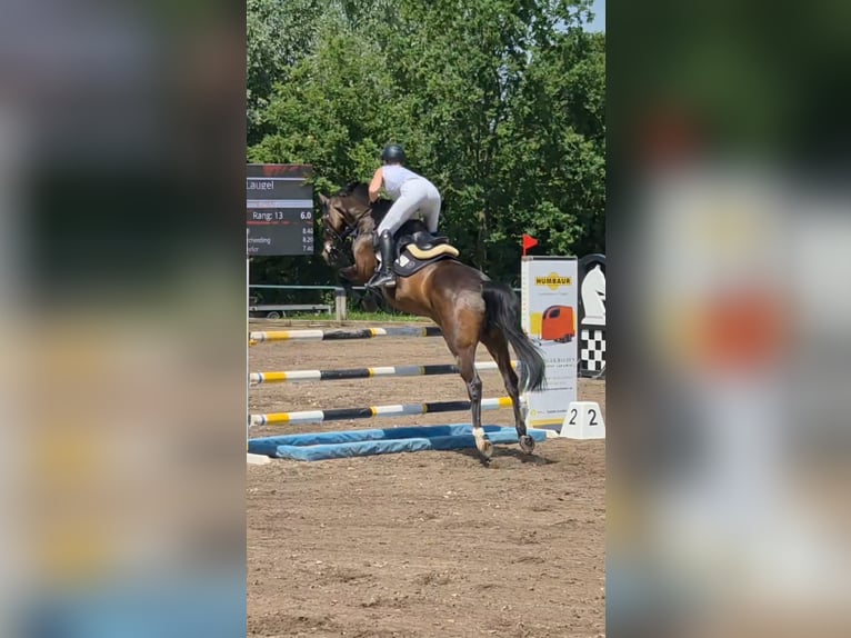 Autres races Jument 10 Ans 160 cm Bai brun in Heinsberg