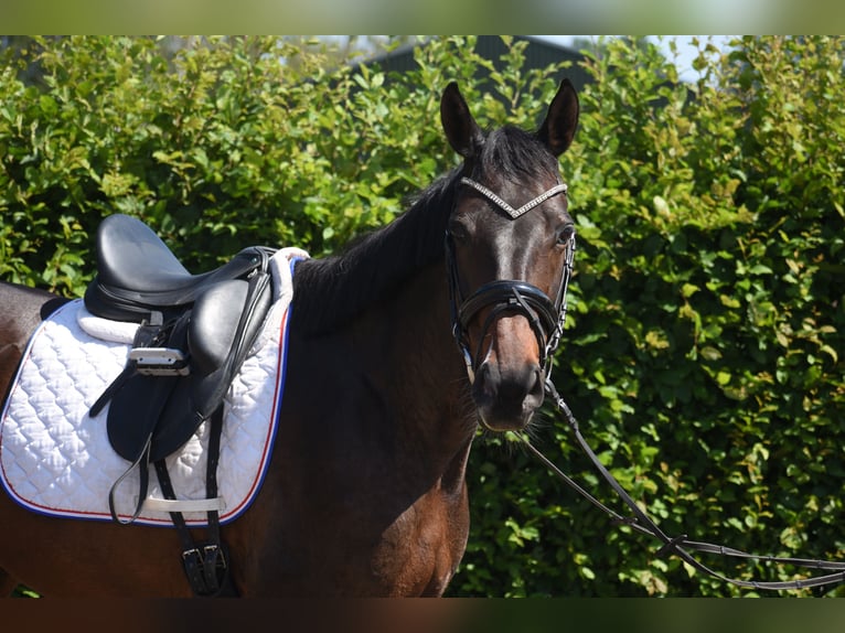 Autres races Jument 10 Ans 160 cm  in Achtmaal