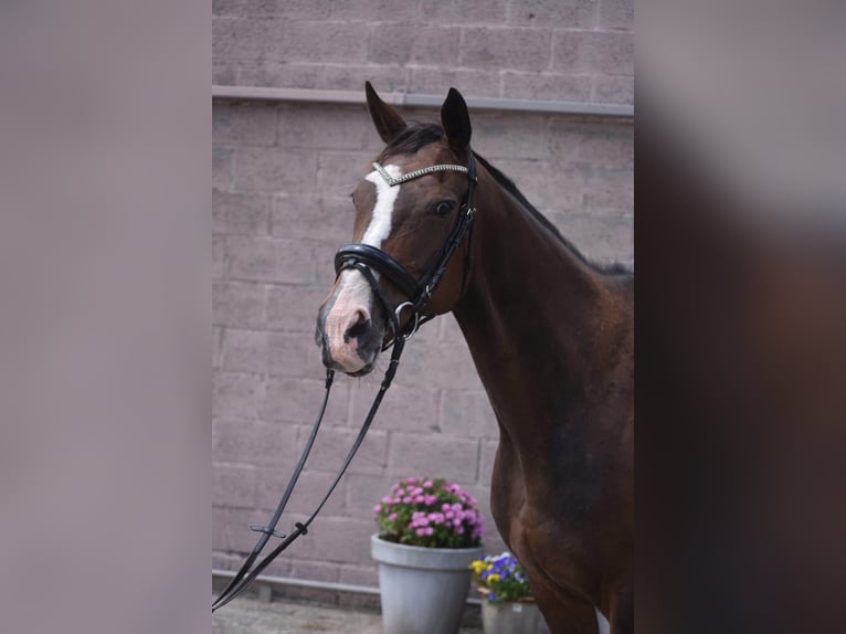 Autres races Jument 10 Ans 162 cm Bai brun in Achtmaal