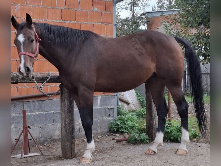 Autres races Jument 10 Ans 162 cm Bai brun in Ivankovo