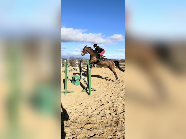 Autres races Croisé Jument 10 Ans 162 cm Bai in Servian