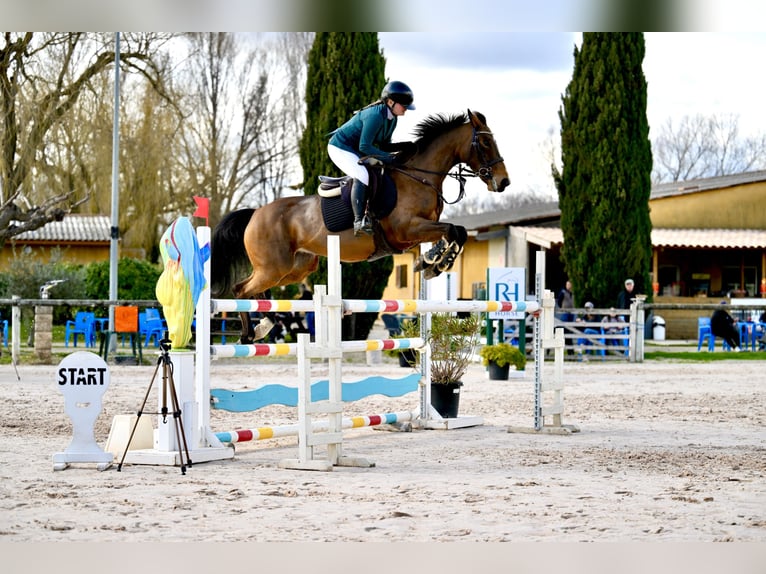 Autres races Croisé Jument 10 Ans 162 cm Bai in Servian