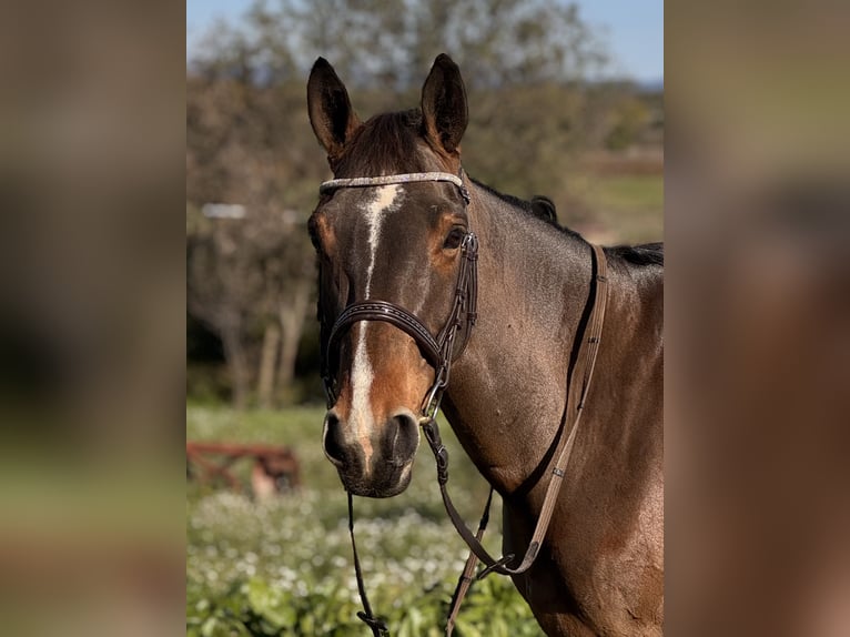 Autres races Croisé Jument 10 Ans 162 cm Bai in Servian