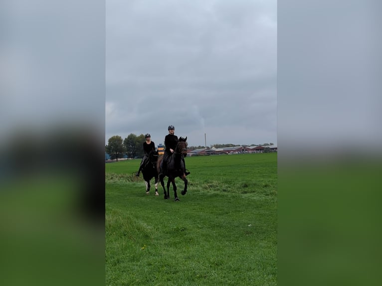 Autres races Jument 10 Ans 164 cm Bai in Wijk en Aalburg